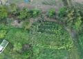 Samsun’da kenevir operasyonu dron kamerasında