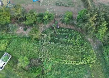 Samsun’da kenevir operasyonu dron kamerasında