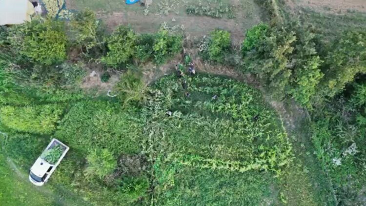 Samsun’da kenevir operasyonu dron kamerasında