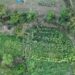Samsun’da kenevir operasyonu dron kamerasında