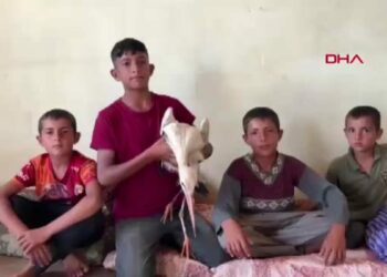 Göçte yorgun düşen leyleği evinde misafir etti