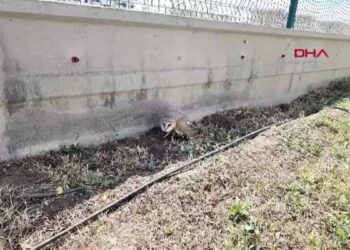 Sivas'ta bitkin halde bulunan peçeli baykuş, tedaviye alındı
