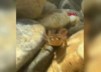 Batman'da nesli tehlike altındaki sarı benekli semender görüldü