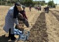 Kilosu 650 bin TL’den satılan safran toprakla buluştu