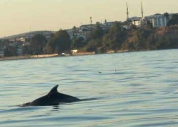 Tekirdağ açıklarında yunuslar tekneye eşlik etti