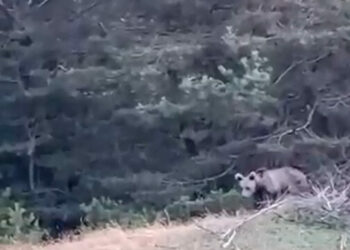 Tokat’ta çoban, karşılaştığı yavru ayıyı görüntüledi