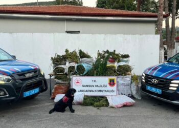 Samsun'da bin 757 kök kenevir ve 138 kilogram esrar ele geçirildi