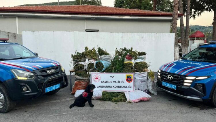 Samsun'da bin 757 kök kenevir ve 138 kilogram esrar ele geçirildi