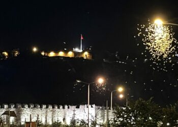 Kelebeklerin 'ölüm dansı' görüntülendi