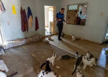 ‘Çöp ev’ ihbarın giden ekipler adreste 100 kedi buldu