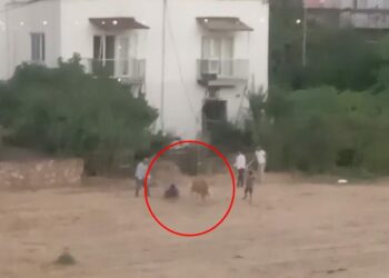 Kaçan inek sahibini yere düşürdü; o anlar kamerada