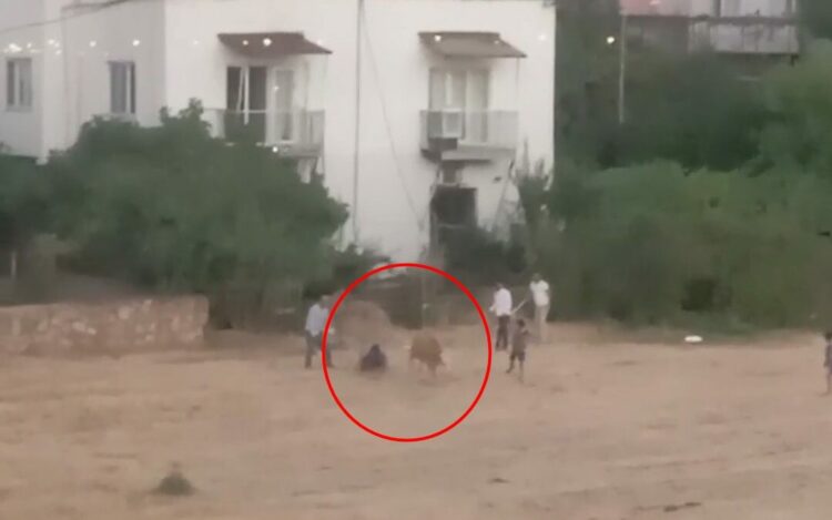 Kaçan inek sahibini yere düşürdü; o anlar kamerada