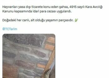 Manisa'da 61 yaban hayvanına el konuldu