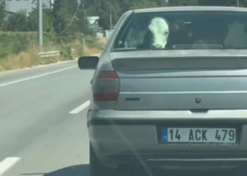 Buzağıyı otomobilin arka koltuğunda taşıdılar