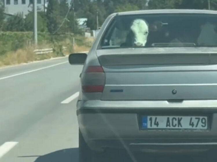Buzağıyı otomobilin arka koltuğunda taşıdılar