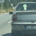 Buzağıyı otomobilin arka koltuğunda taşıdılar