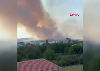 Bursa'da orman yangını