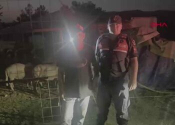 Bursa'da kaybolan 50 koyun jandarmanın dron destekli aramasıyla bulundu