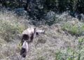 Tarlasına kurduğu fotokapanla yaban hayatını görüntüledi