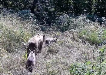 Tarlasına kurduğu fotokapanla yaban hayatını görüntüledi