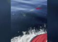 Tekirdağ açıklarında yunuslar, jet skiye eşlik etti