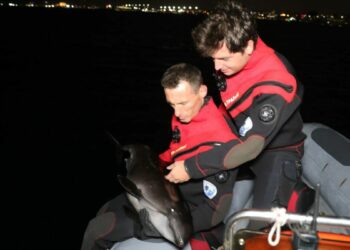 Alibey Deresi'nde kurtarılan yavru yunus İstanbul Boğazı'na bırakıldı