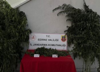 Kamu arazisinde yetiştirdiği Hint kenevirlerini sularken yakalandı