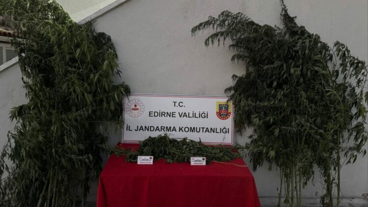 Kamu arazisinde yetiştirdiği Hint kenevirlerini sularken yakalandı