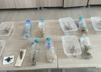 Yabancıların canlı çekirge toplarken yakalanmasına, uzmandan ‘genetik çalışma’ uyarısı