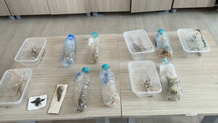 Yabancıların canlı çekirge toplarken yakalanmasına, uzmandan ‘genetik çalışma’ uyarısı