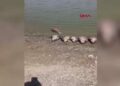 Tekirdağ'da gölette balık ölümlerine inceleme
