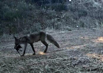 Ganos Dağı'nda yaban hayatı fotokapana yansıdı
