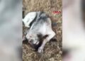 Köpeği yaralayıp, yavrusunu öldüren şüpheliye ev hapsi