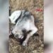 Köpeği yaralayıp, yavrusunu öldüren şüpheliye ev hapsi