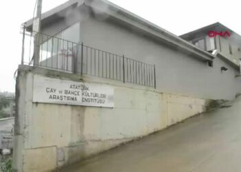 Çay atığı dövize dönüşecek; 'çaykopit’ mahsullerini verdi