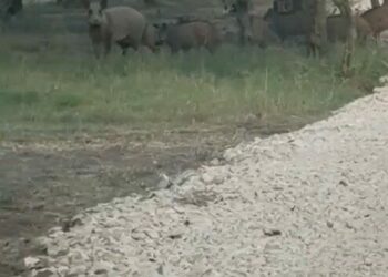 İznik Gölü sahil yoluna inen yaban domuzu sürüsü kamerada
