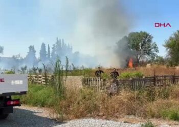 Aydın'da ot yangını zeytinliğe sıçradı; söndürme çalışmaları sürüyor