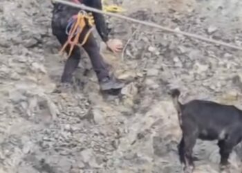 Hatay'da dağda mahsur kalan 2 keçiyi itfaiye kurtardı