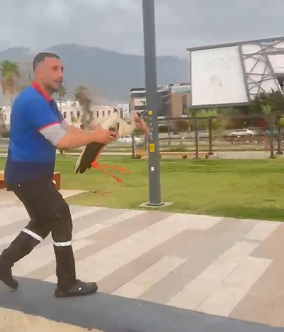 Yaralı leyleği kıyafetleriyle denize girip kurtardı