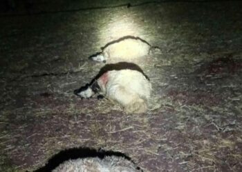 Yıldırım düşen ağılda 21 koyun öldü