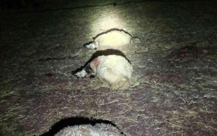 Yıldırım düşen ağılda 21 koyun öldü