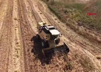 Adana’da nohut hasadı için biçerdöverler tarlalara girdi