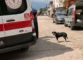 Köpeğe çarpmamak için manevra yapınca motosikleti devrilip, yaralandı