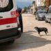 Köpeğe çarpmamak için manevra yapınca motosikleti devrilip, yaralandı