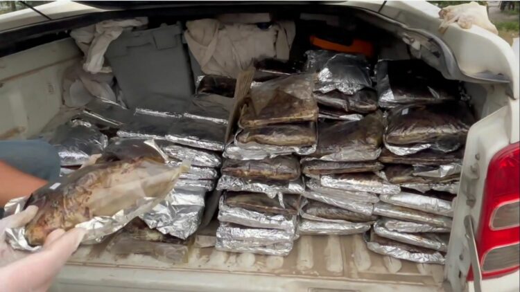 Samsun'da 132 kilo toz esrar ele geçirildi; 1 gözaltı