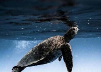 Prof. Dr. Kaska: Caretta carettaları beslemeyin, dokunmayın, fotoğraf için yaklaşmayın