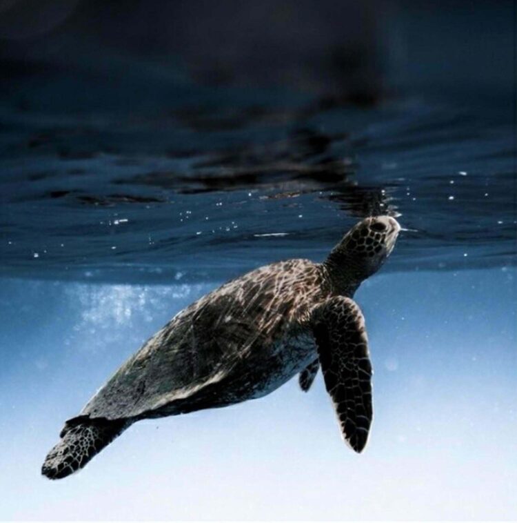 Prof. Dr. Kaska: Caretta carettaları beslemeyin, dokunmayın, fotoğraf için yaklaşmayın