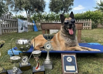 11 yılda yetiştirdiği 4 arama köpeğiyle, sayısız hayat kurtardı
