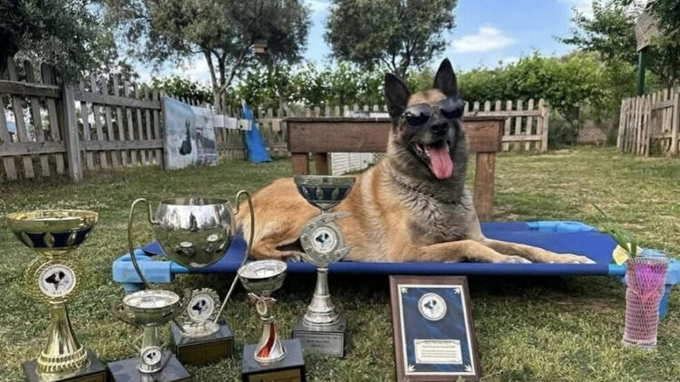 11 yılda yetiştirdiği 4 arama köpeğiyle, sayısız hayat kurtardı