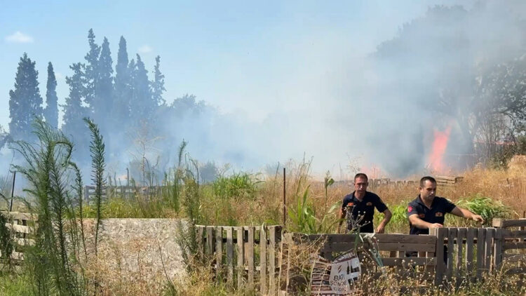 Aydın'da ot yangınında alevler zeytinliğe sıçradı: Müdahale devam ediyor
